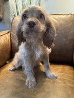 F1 Cavapoo girl Blondie, a female Cavapoo for sale in Carlsbad, CA – 7 of 10