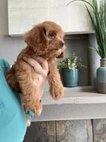 Kevin , a male Cavapoo for sale in Carlsbad, CA – 10 of 10