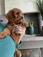 Kevin , a male Cavapoo for sale in Carlsbad, CA – 6 of 10