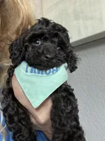 Rare black Toy Cavapoo boy 3, a male Cavapoo for sale in Carlsbad, CA – 5 of 10