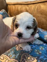 Minnie, a female Cavapoo for sale in Carlsbad, CA – 6 of 10