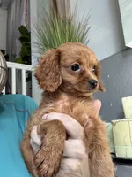 Tiny Tim, a male Cavapoo for sale in Carlsbad, CA – 10 of 10