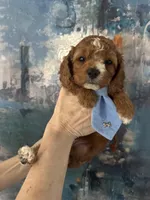 Wilson, a male Cavapoo and Poodle - Miniature  for sale in Carlsbad, CA – 2 of 9