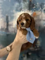 Wilson, a male Cavapoo and Poodle - Miniature  for sale in Carlsbad, CA – 9 of 9