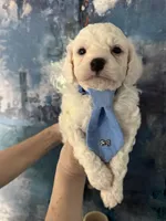 Casper, a male Cavapoo and Poodle - Miniature  for sale in Carlsbad, CA – 2 of 10