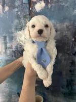Casper, a male Cavapoo and Poodle - Miniature  for sale in Carlsbad, CA – 3 of 10