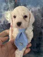 Casper, a male Cavapoo and Poodle - Miniature  for sale in Carlsbad, CA – 8 of 10