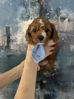 Wilson, a male Cavapoo and Poodle - Miniature  for sale in Carlsbad, CA – 4 of 9