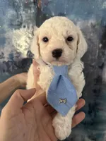 Casper, a male Cavapoo and Poodle - Miniature  for sale in Carlsbad, CA – 6 of 10