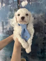 Casper, a male Cavapoo and Poodle - Miniature  for sale in Carlsbad, CA – 4 of 10