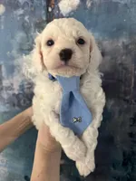 Casper, a male Cavapoo and Poodle - Miniature  for sale in Carlsbad, CA – 7 of 10
