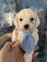 Casper, a male Cavapoo and Poodle - Miniature  for sale in Carlsbad, CA – 5 of 10