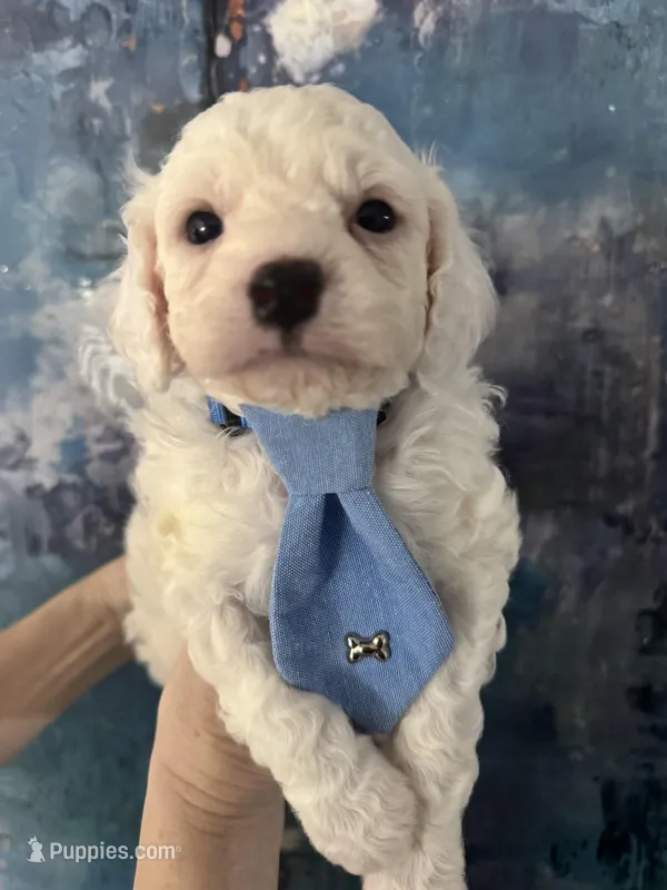 Casper – Cavapoo, Poodle - Miniature  puppy for sale in Carlsbad, CA