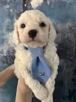 Casper, a male Cavapoo and Poodle - Miniature  for sale in Carlsbad, CA – 1 of 10