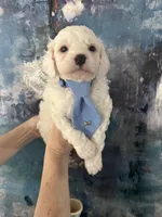 Casper, a male Cavapoo and Poodle - Miniature  for sale in Carlsbad, CA – 9 of 10