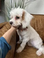 Fiona, a female Cavapoo and Poodle - Miniature  for sale in Carlsbad, CA – 8 of 10