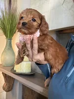 Lilly, a female Cavapoo for sale in Carlsbad, CA – 7 of 10