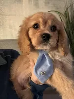 F1 Cavapoo Boy 2, a male Cavapoo for sale in Carlsbad, CA – Photo 9 of 10