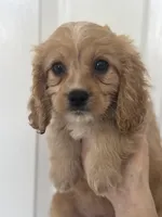 F1 Cavapoo Boy 2, a male Cavapoo for sale in Carlsbad, CA – Photo 5 of 10