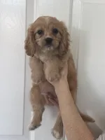 F1 Cavapoo Boy 2, a male Cavapoo for sale in Carlsbad, CA – Photo 4 of 10