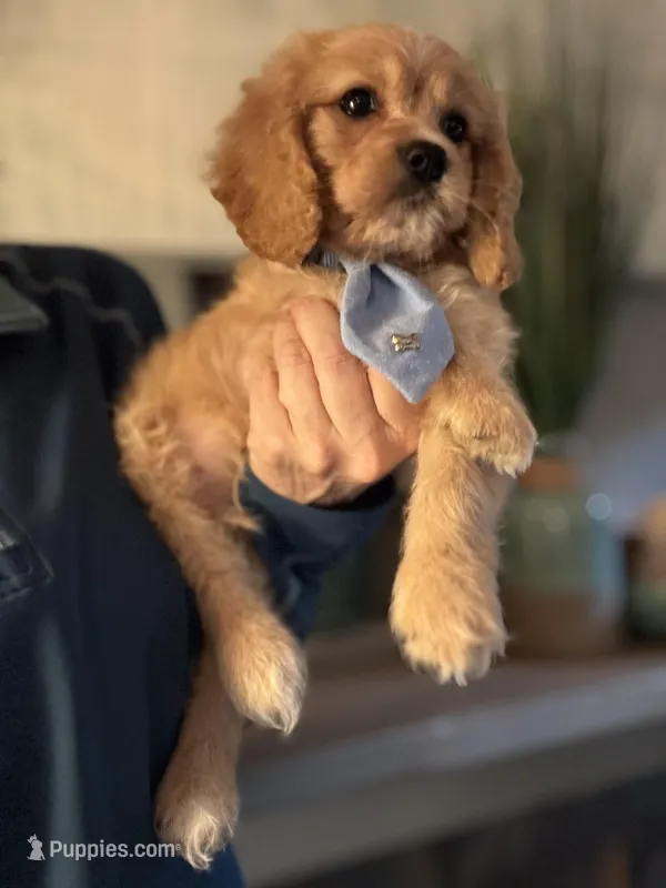 F1 Cavapoo Boy 2 – Cavapoo puppy for sale in Carlsbad, CA