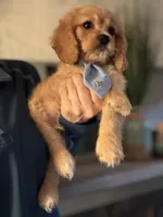 F1 Cavapoo Boy 2, a male Cavapoo for sale in Carlsbad, CA – Photo 1 of 10