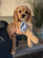 F1 Cavapoo Boy 2, a male Cavapoo for sale in Carlsbad, CA – Photo 3 of 10