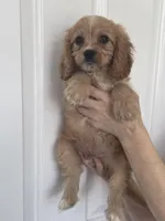 F1 Cavapoo Boy 2, a male Cavapoo for sale in Carlsbad, CA – Photo 10 of 10