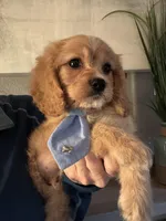 F1 Cavapoo Boy 2, a male Cavapoo for sale in Carlsbad, CA – Photo 7 of 10