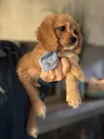 F1 Cavapoo Boy 2, a male Cavapoo for sale in Carlsbad, CA – Photo 2 of 10