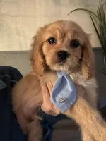 F1 Cavapoo Boy 2, a male Cavapoo for sale in Carlsbad, CA – Photo 8 of 10