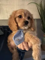 F1 Cavapoo Boy 2, a male Cavapoo for sale in Carlsbad, CA – Photo 6 of 10