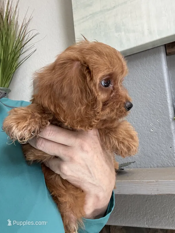 Kevin  – Cavapoo puppy for sale in Carlsbad, CA