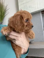 Kevin , a male Cavapoo for sale in Carlsbad, CA – 2 of 10