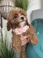 Fanny, a female Cavapoo for sale in Carlsbad, CA – 9 of 10