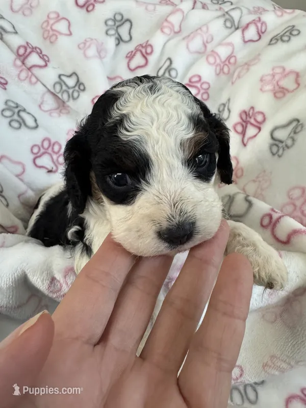 Toy Cavapoo girl 2 – Cavapoo puppy for sale in Carlsbad, CA