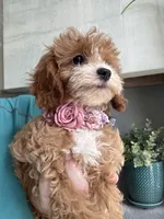 Poppy, a female Cavapoo for sale in Carlsbad, CA – 8 of 10