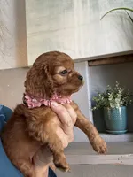 Hanna , a female Cavapoo for sale in Carlsbad, CA – 5 of 10