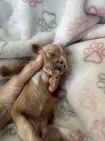 Light red Cavapoo girl with White 2, a female Cavapoo for sale in Carlsbad, CA – 7 of 10