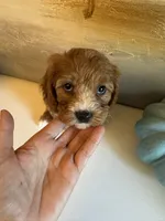Leo, a male Cavapoo for sale in Carlsbad, CA – 10 of 10