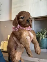 Hanna , a female Cavapoo for sale in Carlsbad, CA – 7 of 10