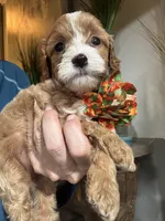 Penny Toy Cavapoo girl , a female Cavapoo for sale in Carlsbad, CA – 5 of 7