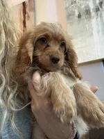 F1 Cavapoo girl Blondie, a female Cavapoo for sale in Carlsbad, CA – 6 of 10