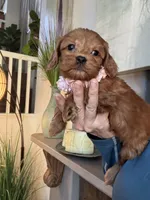 Lilly, a female Cavapoo for sale in Carlsbad, CA – 9 of 10