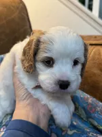 Bonnie, a female Cavapoo for sale in Carlsbad, CA – 9 of 10