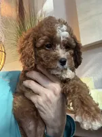 Willow, a female Cavapoo for sale in Carlsbad, CA – 9 of 10