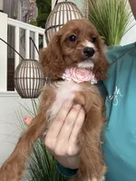 Gemma , a female Cavapoo for sale in Carlsbad, CA – 8 of 10