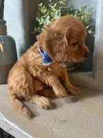 Toby red Cavapoo boy , a male Cavapoo for sale in Carlsbad, CA – 5 of 10