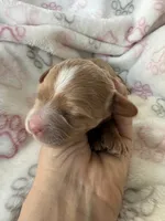 Light red Cavapoo girl with White 2, a female Cavapoo for sale in Carlsbad, CA – 6 of 10