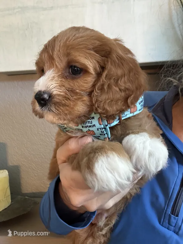 Leo – Cavapoo puppy for sale in Carlsbad, CA